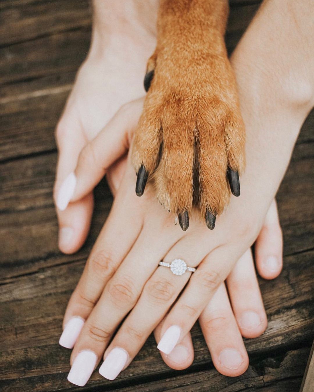 7 Funny Save the Date Ideas That Skip the Boring Part 3 Brown dog paw resting on hands with an engagement ring on wooden background