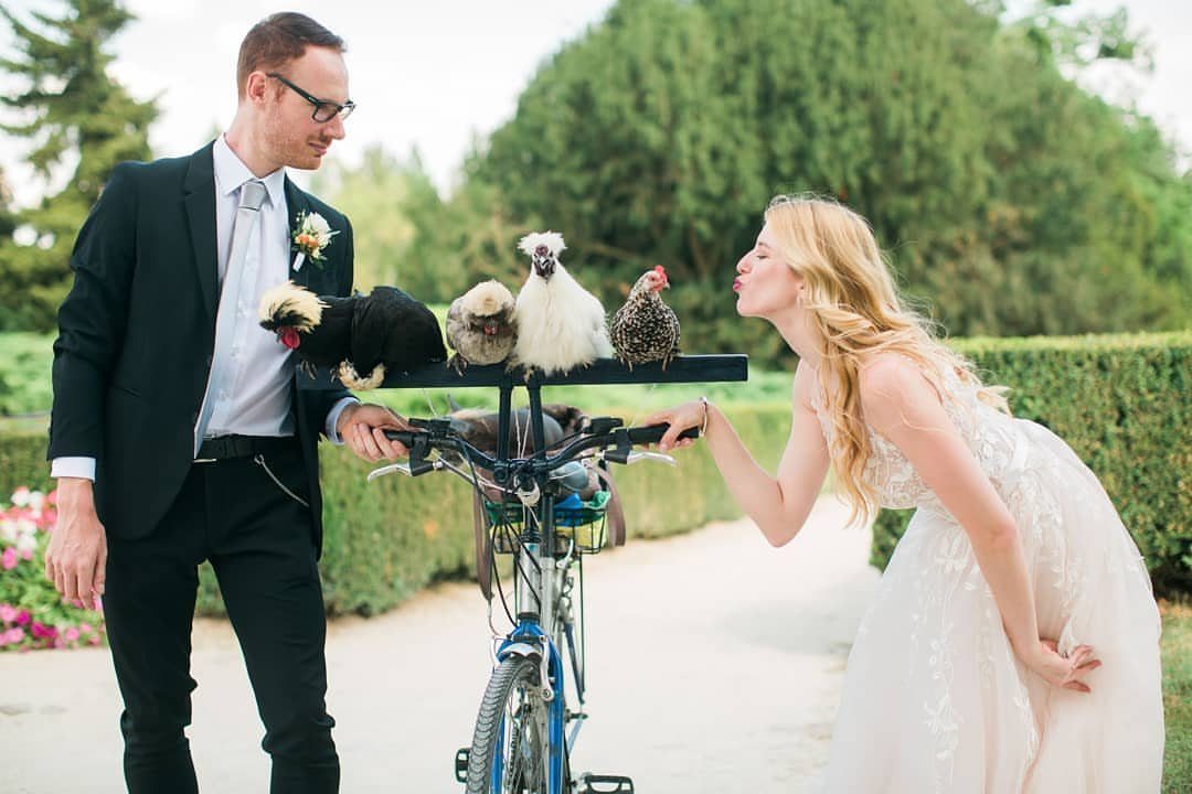 Bride and groom posing with four chickens on a bicycle in a garden